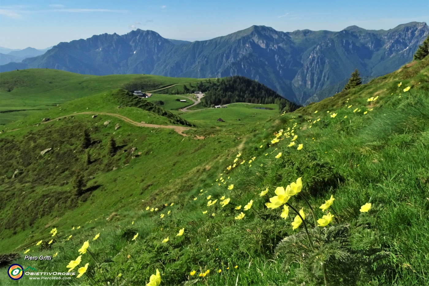 16 Estese gialle fioriture di pulsatilla alpina sulfurea lungo il sentiero.JPG